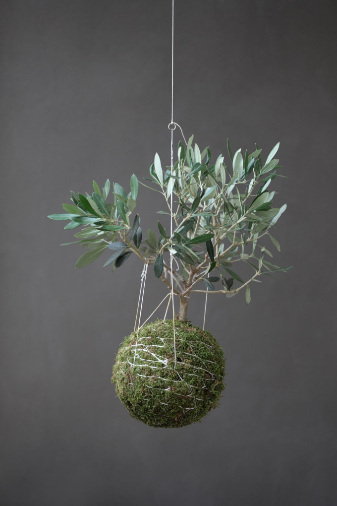 Kokedama